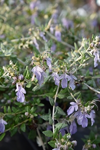 Shrubby Germander